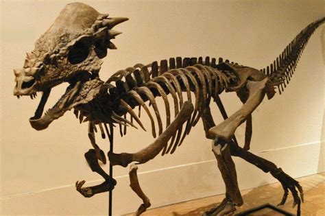 Pachycephalosaurus | Prehistoric animals, Prehistoric creatures, Dinosaur fossils