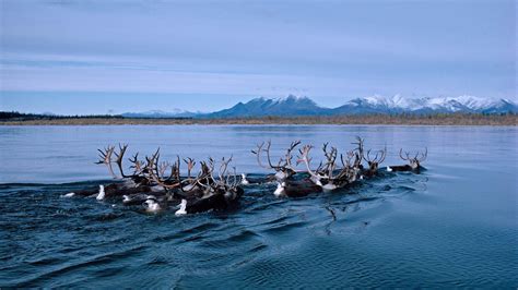 Caribou swimming across Alaska's Kobuk River during fall migration ...