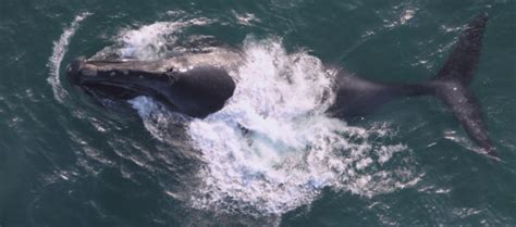 North Pacific Right Whale Song Recorded For First Time