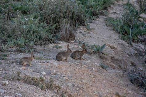 little wild gray rabbit in natural habitat in spain 22627877 Stock Photo at Vecteezy