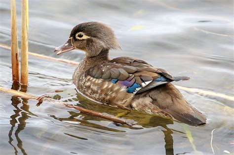 Female Wood Duck Swimming Photograph by Debbie Storie - Fine Art America