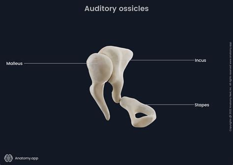 Auditory ossicles | Encyclopedia | Anatomy.app | Learn anatomy | 3D models, articles, and quizzes