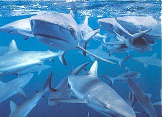 Don't be afraid of the shark...: Grey Reef Sharks