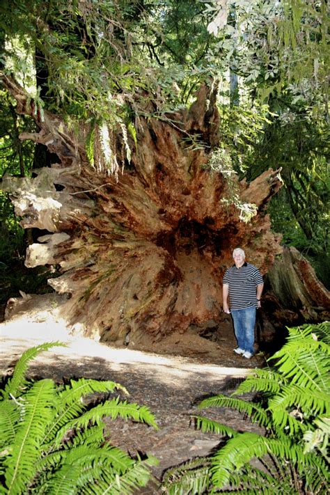 Roots of a redwood tree photo by Elaine | Old trees, Photo tree ...