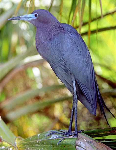 Little Blue Heron Male In Breeding Photograph by Millard H. Sharp ...