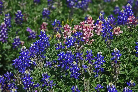 PLANTanswers: Plant Answers > Lady Bird Johnson Royal Blue Bluebonnets at Wildseed Farms in 2014