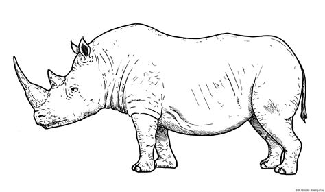 Drawing of white rhino – Line art illustrations