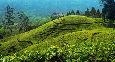 Where To Take A Sri Lanka Tea Plantation Tour | Insight Guides