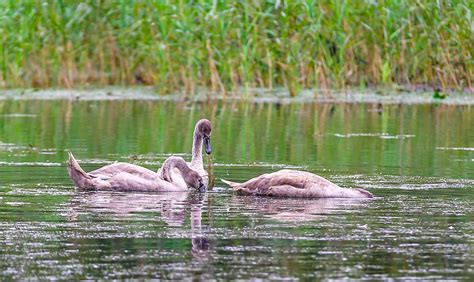 Birds Swan Habitat - Free photo on Pixabay - Pixabay