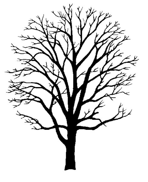 Tree Branch Outline - ClipArt Best