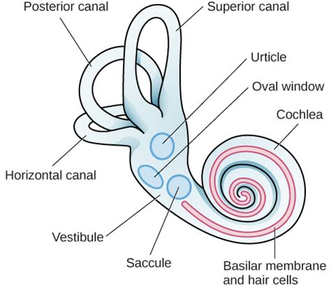 The Vestibular Sense | Introduction to Psychology