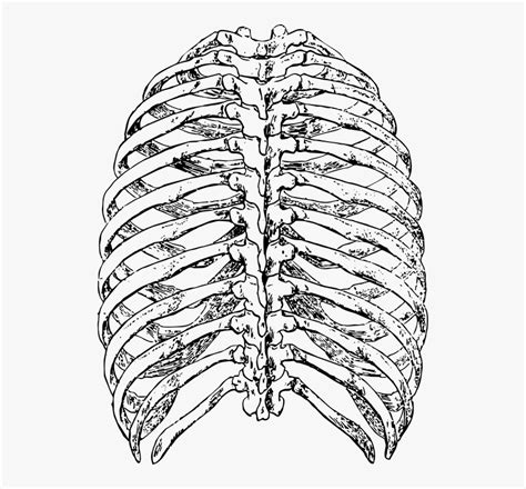 Ribs Back, Rib Cage, Ribs, Rib, Skeleton, Human - Rib Cage Drawing Back, HD Png Download ...