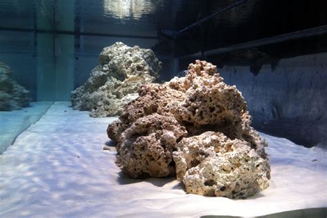 Getting to the Bottom of Aquarium Sand and other Substrates | Reef Builders | The Reef and ...