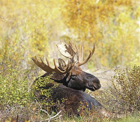 2022-Bull Moose Three Photograph by Jean Clark - Fine Art America