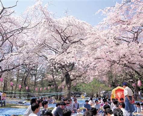 Festival of Sakura Blooming in Japan : Hanami | Traveling To Heaven