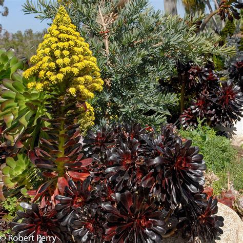 Black rose aeonium - Waterwise Garden Planner