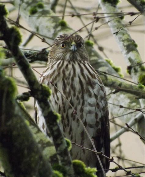 Red tail hawk - FeederWatch