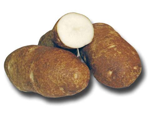 Russet Burbank – Organic | Holbrook Seed Potatoes