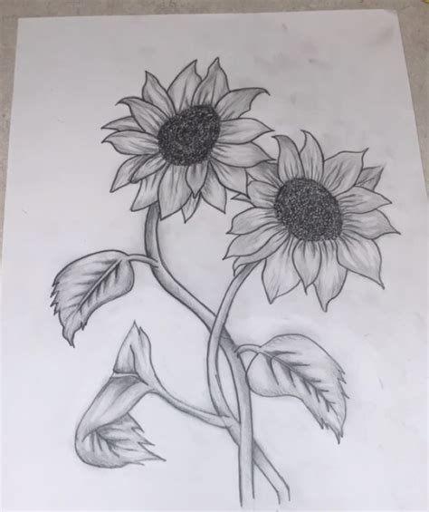 Sunflower pencil drawing | Sunflower drawing, Sunflower sketches, Pencil drawings of flowers