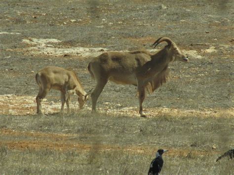 Animals of Monarto Zoo South Australia - Trevor's Travels