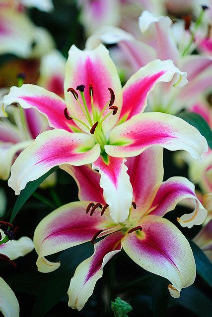 DSC_5904 | Beautiful flowers, Amazing flowers, Lily flower