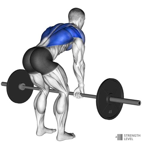 Bent Over Row Standards for Men and Women (lb) - Strength Level