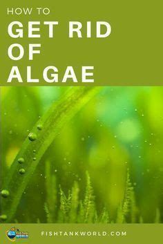 Algae control how to get rid of algae in your fish tank – Artofit