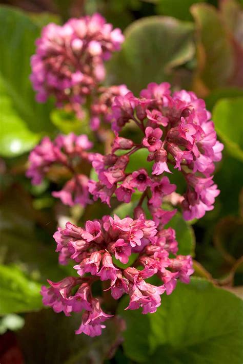 Explore the Top 23 Bergenia Varieties to Transform Your Garden