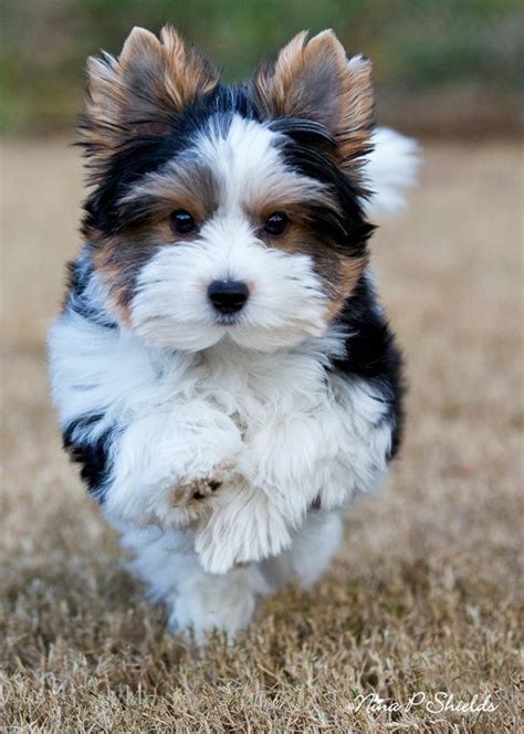 Biewer Yorkie Terrier #Puppy #Dog | Animals | Pinterest | Terrier puppies, Yorkies and Animal ...