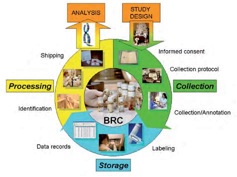 [PDF] Biological sample collection, processing, storage and information ...