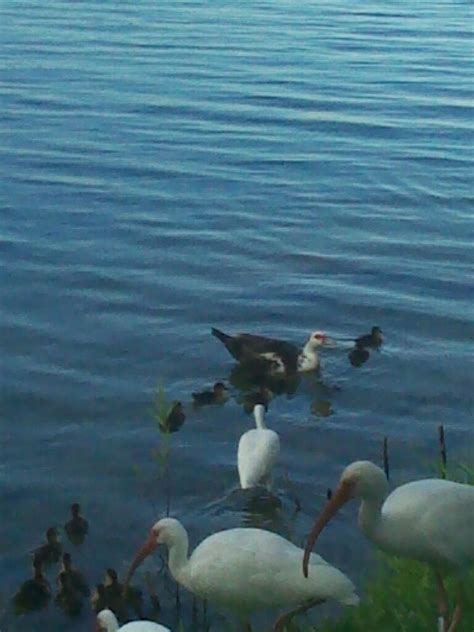 Swimming ducks | Duck, Animals, Bird