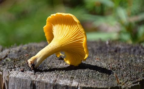 How To Identify Chanterelle Mushrooms | The Good Old Way