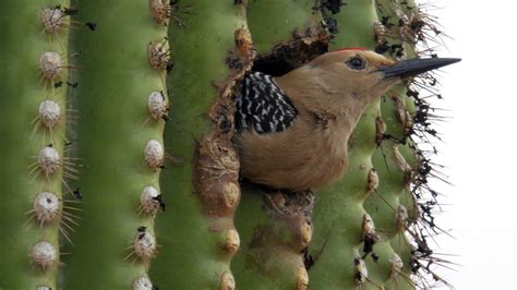 Bird Inside A Saguaro Cactus Free Stock Photo | Birds, Saguaro cactus, Saguaro