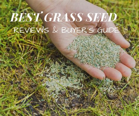 Best Grass Seed Reviews 2019 - Buyer's Guide