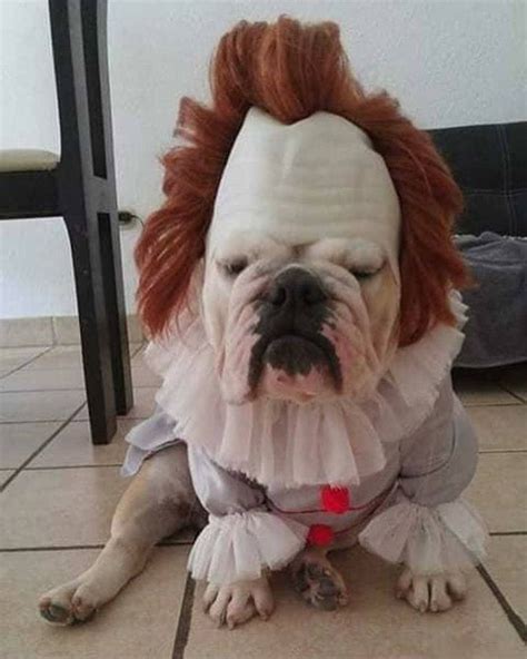 Best halloween costume! 🐶 | Cute dog costumes, Dog costumes funny, Cute ...