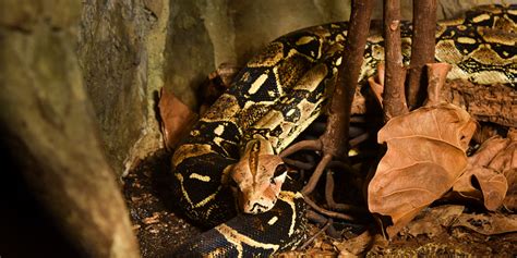 Boa constrictor | Smithsonian's National Zoo and Conservation Biology ...