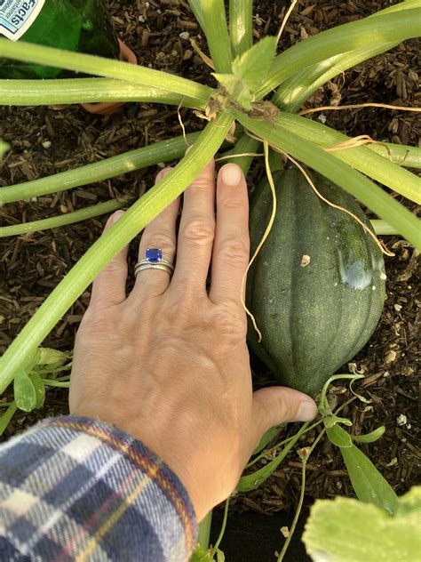 Will this squash get any bigger or should I give up now ? Been growing for about a month and ...