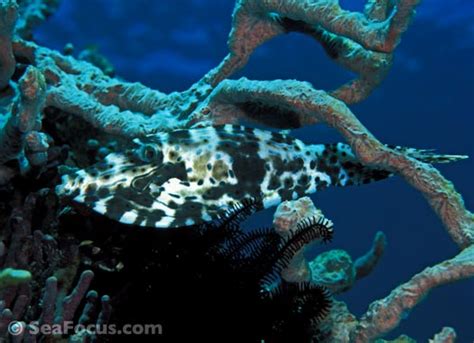 Filefish – image gallery | marine species information | diving photos | underwater videos