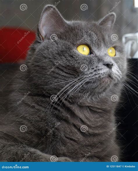 Cat With Amber Eyes Royalty Free Stock Photography - Image: 12511847