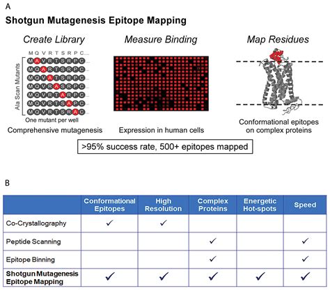 Using Epitope Mapping to Derive More Value from mAbs