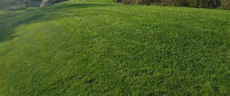 Trusted, Reliable Lawn Care Service: Green Envy Lawn Care