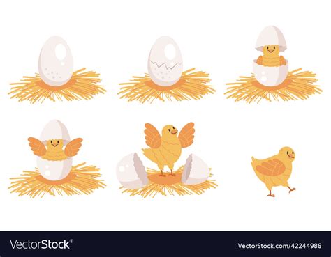 Chicken hatching stages concept set Royalty Free Vector