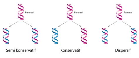 3. Replikasi dispersif : replikasi dimana rantai DNA lama terputus menjadi potongan-potongan ...