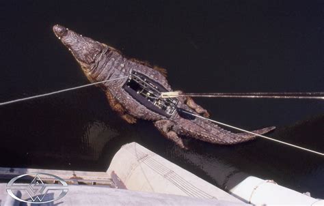 Lake Placid - Building the 30-Foot Animatronic Crocodile | Stan Winston ...