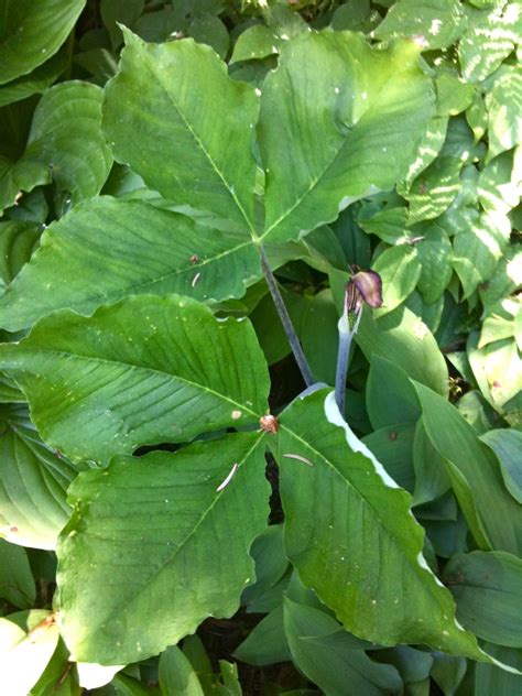 Jack-in-the-Pulpit leaves and bloom | Central Street Neighbors Association Est. 2007