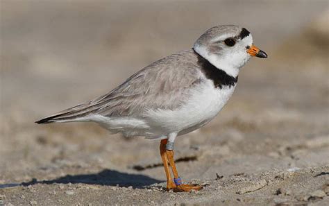 Piping Plover - Profile | Facts | Nest | Habitat | Traits | Eggs - BirdBaron