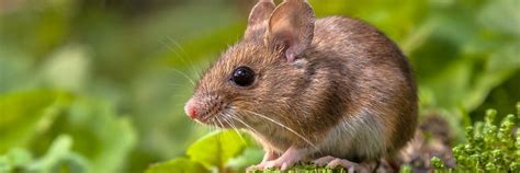 Cure For Noise-Induced Deafness? Studies In Mice Say Yes! | Sage Hearing Solutions