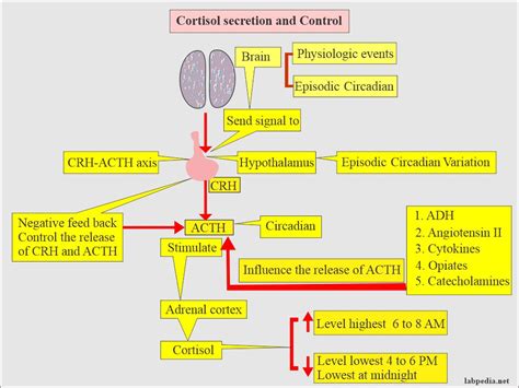 cortisol suppression test (Rapid or prolonged)