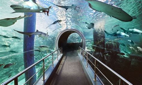 SEA LIFE Melbourne Aquarium Tickets | Experience Oz