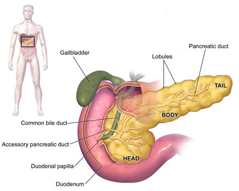 Pancreas - Wikipedia
